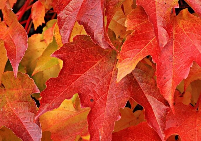Herbstfarben: Stimmungsvoll und farbstark in die gemütliche Jahreszeit
